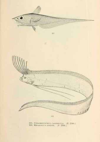 Reproducción/Reproduction 7983575514: The fishes of North and Middle America :. Washington :Smithsonian Institution, United States National Museum,1896-1900.