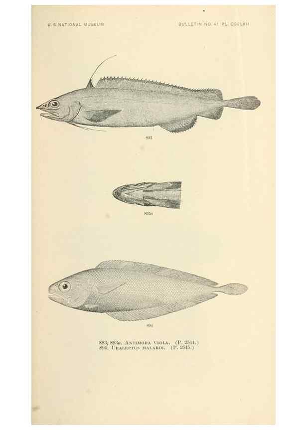 Reproducción/Reproduction 7983570808: The fishes of North and Middle America :. Washington :Smithsonian Institution, United States National Museum,1896-1900.