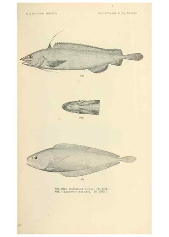 Reproducción/Reproduction 7983570808: The fishes of North and Middle America :. Washington :Smithsonian Institution, United States National Museum,1896-1900.