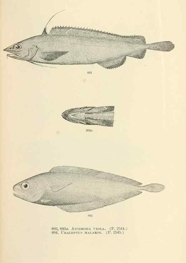 Reproducción/Reproduction 7983570808: The fishes of North and Middle America :. Washington :Smithsonian Institution, United States National Museum,1896-1900.