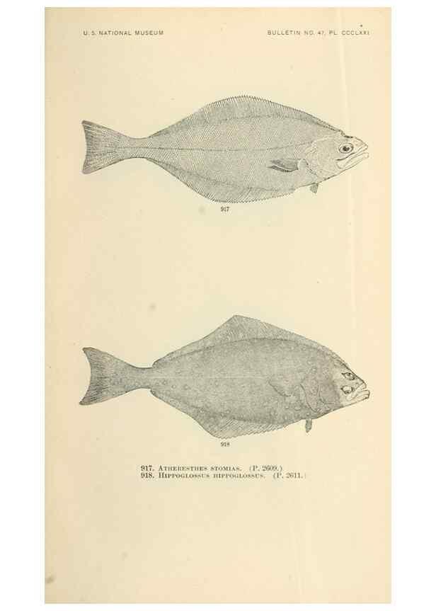 Reproducción/Reproduction 7983571001: The fishes of North and Middle America :. Washington :Smithsonian Institution, United States National Museum,1896-1900.