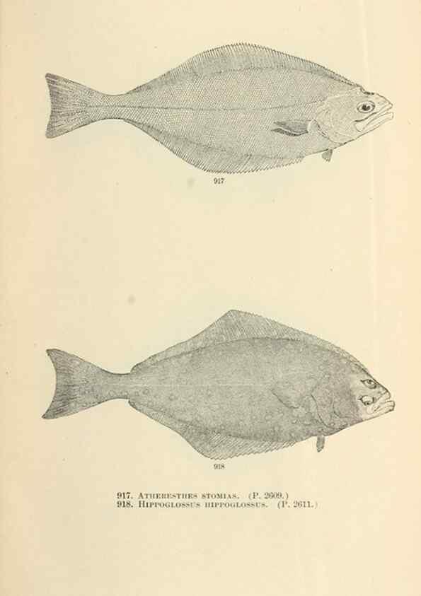 Reproducción/Reproduction 7983571001: The fishes of North and Middle America :. Washington :Smithsonian Institution, United States National Museum,1896-1900.