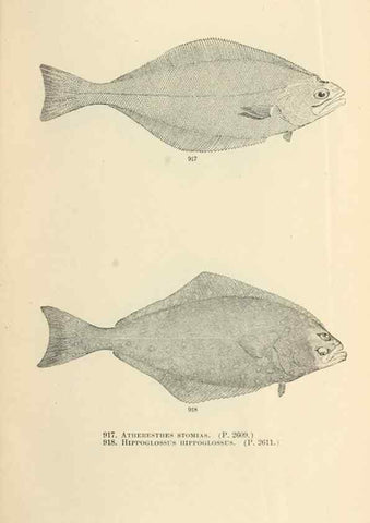 Reproducción/Reproduction 7983571001: The fishes of North and Middle America :. Washington :Smithsonian Institution, United States National Museum,1896-1900.