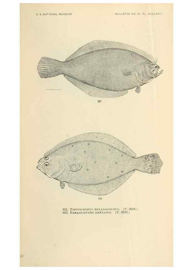 Reproducción/Reproduction 7983572087: The fishes of North and Middle America :. Washington :Smithsonian Institution, United States National Museum,1896-1900.