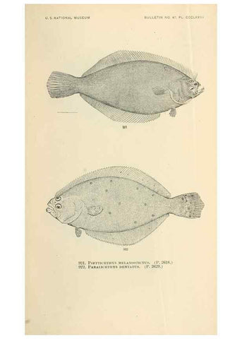 Reproducción/Reproduction 7983572087: The fishes of North and Middle America :. Washington :Smithsonian Institution, United States National Museum,1896-1900.