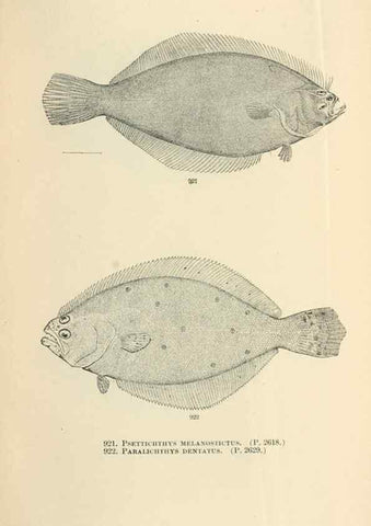 Reproducción/Reproduction 7983572087: The fishes of North and Middle America :. Washington :Smithsonian Institution, United States National Museum,1896-1900.