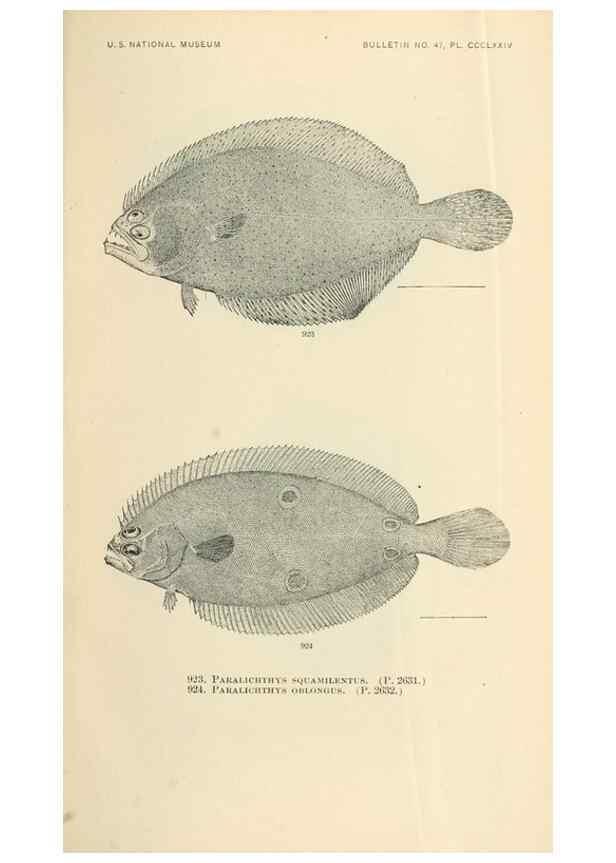 Reproducción/Reproduction 7983572695: The fishes of North and Middle America :. Washington :Smithsonian Institution, United States National Museum,1896-1900.
