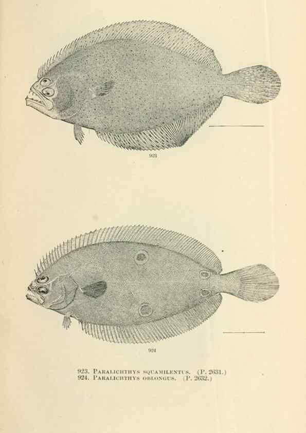 Reproducción/Reproduction 7983572695: The fishes of North and Middle America :. Washington :Smithsonian Institution, United States National Museum,1896-1900.