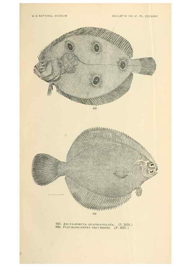 Reproducción/Reproduction 7983573671: The fishes of North and Middle America :. Washington :Smithsonian Institution, United States National Museum,1896-1900.