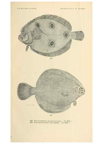 Reproducción/Reproduction 7983573671: The fishes of North and Middle America :. Washington :Smithsonian Institution, United States National Museum,1896-1900.