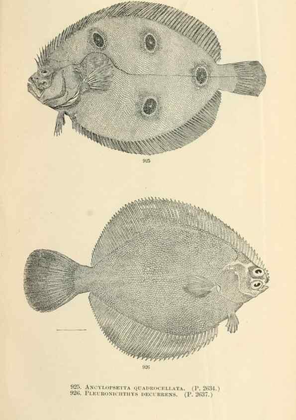 Reproducción/Reproduction 7983573671: The fishes of North and Middle America :. Washington :Smithsonian Institution, United States National Museum,1896-1900.