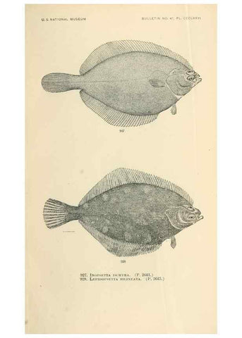 Reproducción/Reproduction 7983579396: The fishes of North and Middle America :. Washington :Smithsonian Institution, United States National Museum,1896-1900.