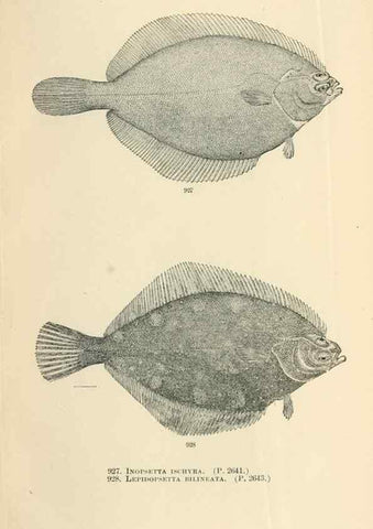 Reproducción/Reproduction 7983579396: The fishes of North and Middle America :. Washington :Smithsonian Institution, United States National Museum,1896-1900.