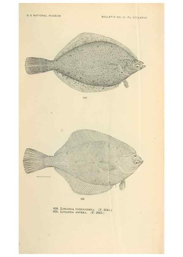 Reproducción/Reproduction 7983580006: The fishes of North and Middle America :. Washington :Smithsonian Institution, United States National Museum,1896-1900.