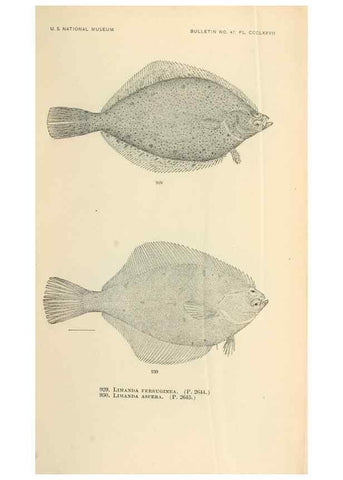 Reproducción/Reproduction 7983580006: The fishes of North and Middle America :. Washington :Smithsonian Institution, United States National Museum,1896-1900.