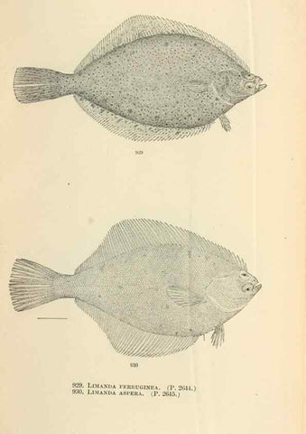 Reproducción/Reproduction 7983580006: The fishes of North and Middle America :. Washington :Smithsonian Institution, United States National Museum,1896-1900.
