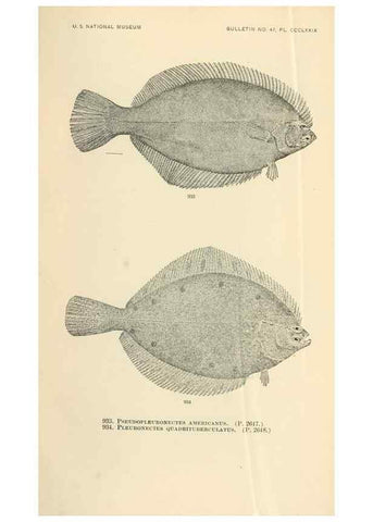 Reproducción/Reproduction 7983581192: The fishes of North and Middle America :. Washington :Smithsonian Institution, United States National Museum,1896-1900.