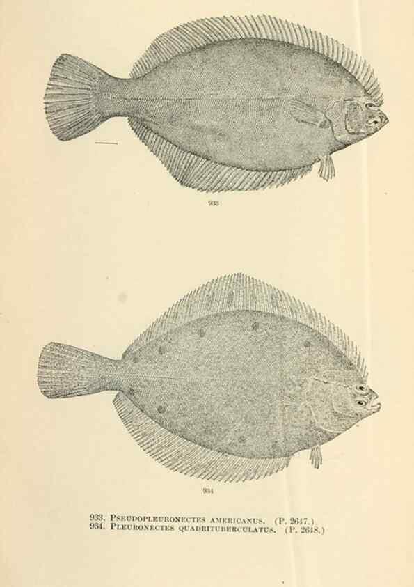 Reproducción/Reproduction 7983581192: The fishes of North and Middle America :. Washington :Smithsonian Institution, United States National Museum,1896-1900.