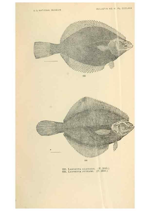 Reproducción/Reproduction 7983581828: The fishes of North and Middle America :. Washington :Smithsonian Institution, United States National Museum,1896-1900.