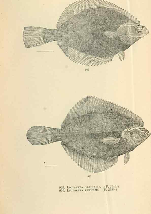 Reproducción/Reproduction 7983581828: The fishes of North and Middle America :. Washington :Smithsonian Institution, United States National Museum,1896-1900.