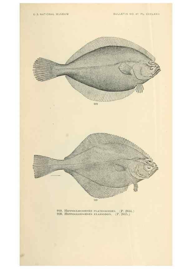 Reproducción/Reproduction 7983571587: The fishes of North and Middle America :. Washington :Smithsonian Institution, United States National Museum,1896-1900.