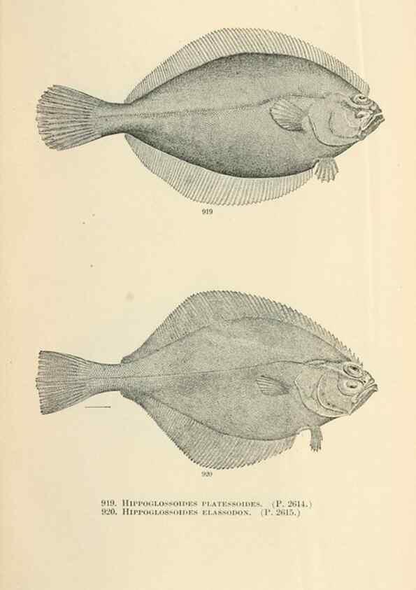 Reproducción/Reproduction 7983571587: The fishes of North and Middle America :. Washington :Smithsonian Institution, United States National Museum,1896-1900.