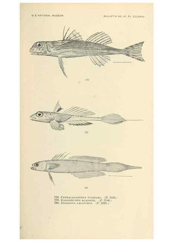 Reproducción/Reproduction 7983549440: The fishes of North and Middle America :. Washington :Smithsonian Institution, United States National Museum,1896-1900.