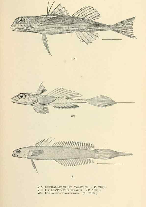 Reproducción/Reproduction 7983549440: The fishes of North and Middle America :. Washington :Smithsonian Institution, United States National Museum,1896-1900.