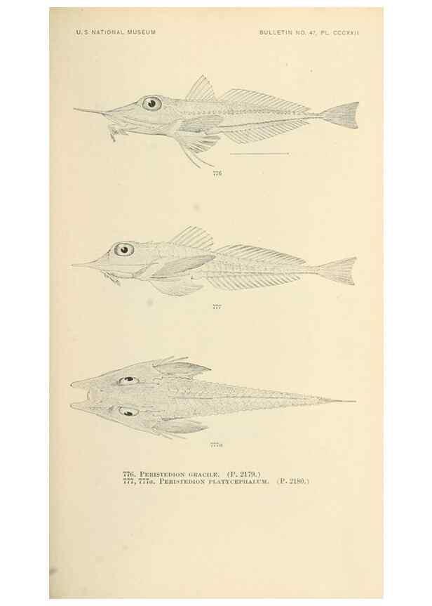 Reproducción/Reproduction 7983544247: The fishes of North and Middle America :. Washington :Smithsonian Institution, United States National Museum,1896-1900.
