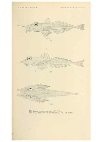 Reproducción/Reproduction 7983544247: The fishes of North and Middle America :. Washington :Smithsonian Institution, United States National Museum,1896-1900.