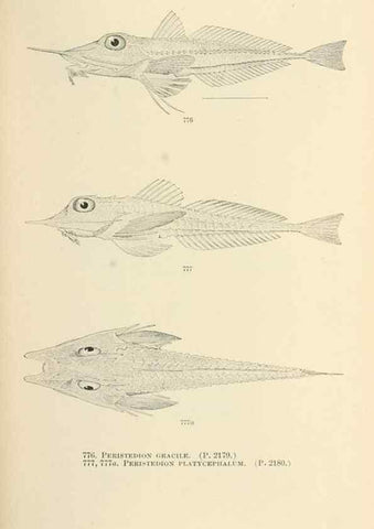 Reproducción/Reproduction 7983544247: The fishes of North and Middle America :. Washington :Smithsonian Institution, United States National Museum,1896-1900.