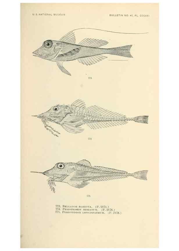 Reproducción/Reproduction 7983543617: The fishes of North and Middle America :. Washington :Smithsonian Institution, United States National Museum,1896-1900.