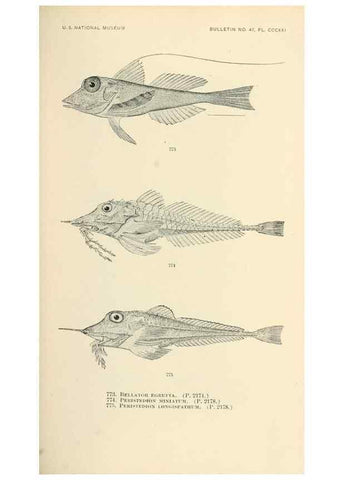 Reproducción/Reproduction 7983543617: The fishes of North and Middle America :. Washington :Smithsonian Institution, United States National Museum,1896-1900.