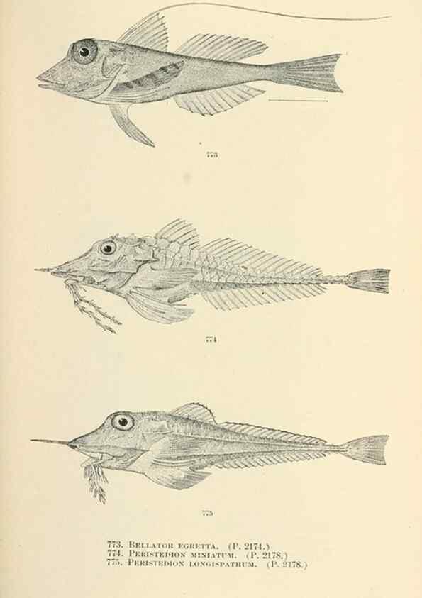 Reproducción/Reproduction 7983543617: The fishes of North and Middle America :. Washington :Smithsonian Institution, United States National Museum,1896-1900.