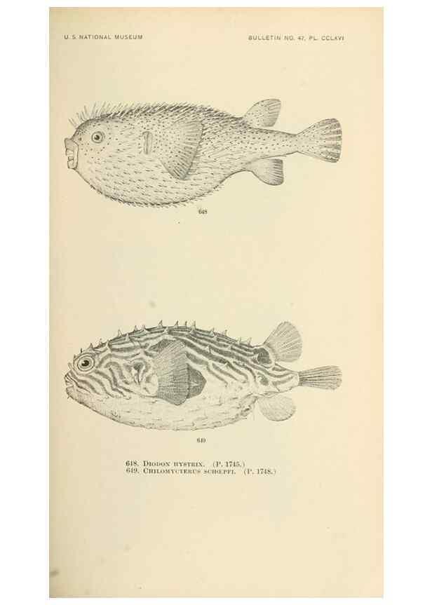 Reproducción/Reproduction 7983518170: The fishes of North and Middle America :. Washington :Smithsonian Institution, United States National Museum,1896-1900.