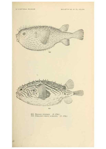Reproducción/Reproduction 7983518170: The fishes of North and Middle America :. Washington :Smithsonian Institution, United States National Museum,1896-1900.