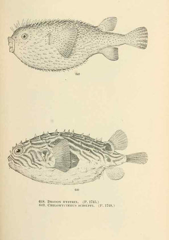 Reproducción/Reproduction 7983518170: The fishes of North and Middle America :. Washington :Smithsonian Institution, United States National Museum,1896-1900.