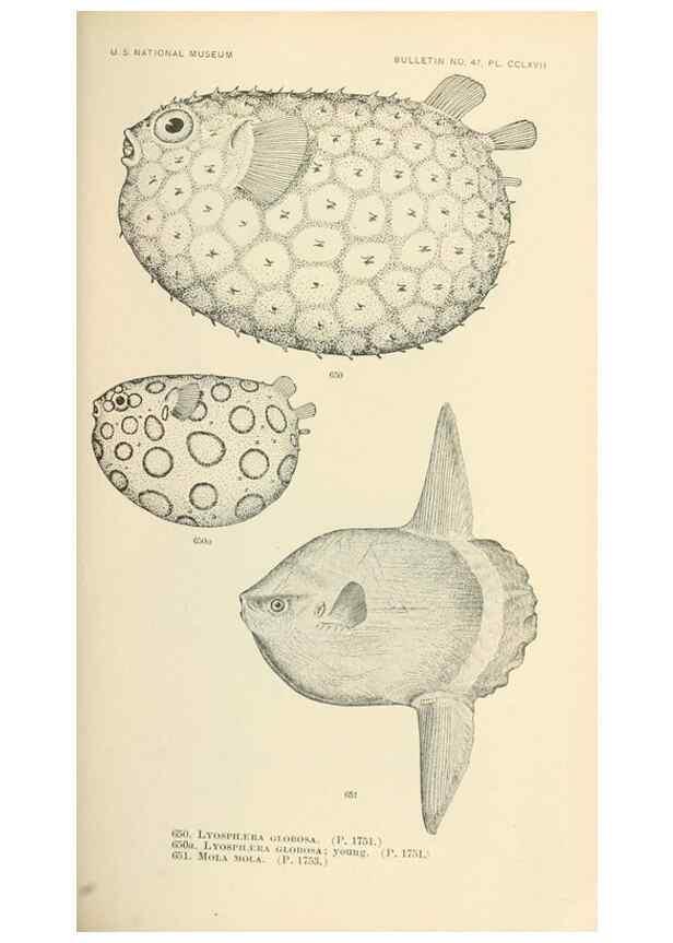 Reproducción/Reproduction 7983514285: The fishes of North and Middle America :. Washington :Smithsonian Institution, United States National Museum,1896-1900.