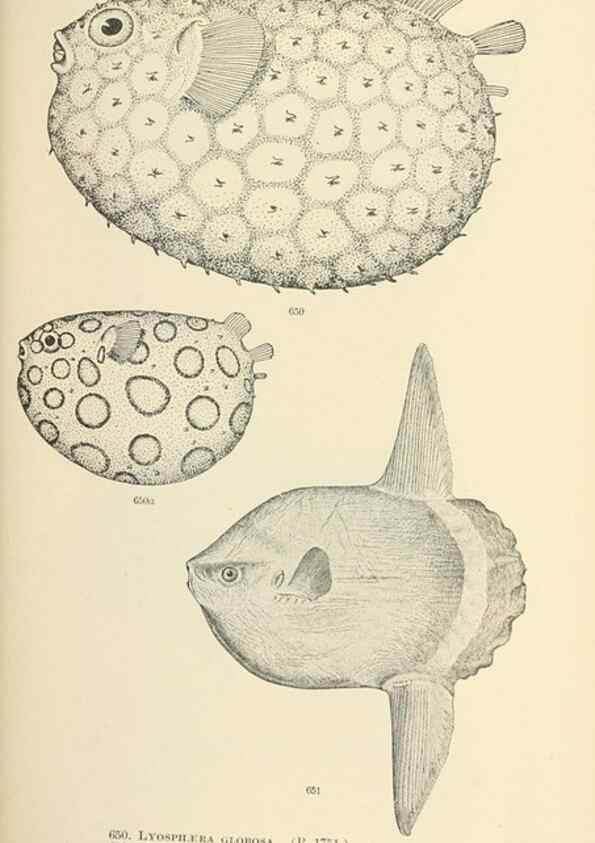 Reproducción/Reproduction 7983514285: The fishes of North and Middle America :. Washington :Smithsonian Institution, United States National Museum,1896-1900.