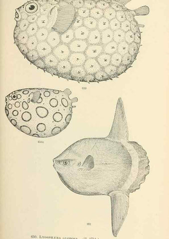 Reproducción/Reproduction 7983514285: The fishes of North and Middle America :. Washington :Smithsonian Institution, United States National Museum,1896-1900.