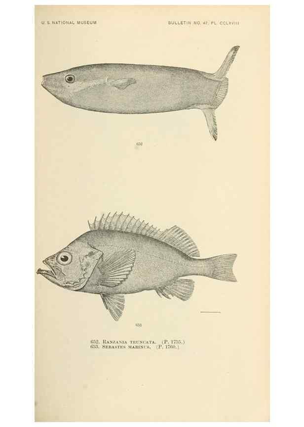 Reproducción/Reproduction 7983519446: The fishes of North and Middle America :. Washington :Smithsonian Institution, United States National Museum,1896-1900.