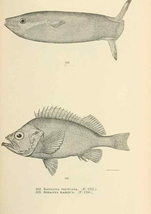 Reproducción/Reproduction 7983519446: The fishes of North and Middle America :. Washington :Smithsonian Institution, United States National Museum,1896-1900.