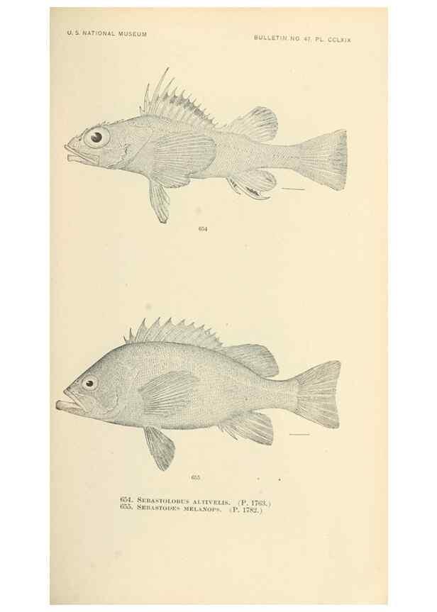 Reproducción/Reproduction 7983519980: The fishes of North and Middle America :. Washington :Smithsonian Institution, United States National Museum,1896-1900.