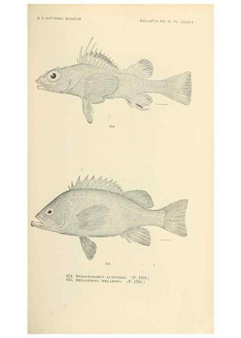 Reproducción/Reproduction 7983519980: The fishes of North and Middle America :. Washington :Smithsonian Institution, United States National Museum,1896-1900.