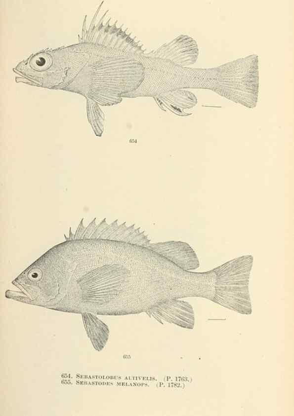 Reproducción/Reproduction 7983519980: The fishes of North and Middle America :. Washington :Smithsonian Institution, United States National Museum,1896-1900.