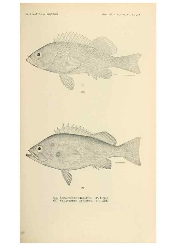 Reproducción/Reproduction 7983520606: The fishes of North and Middle America :. Washington :Smithsonian Institution, United States National Museum,1896-1900.