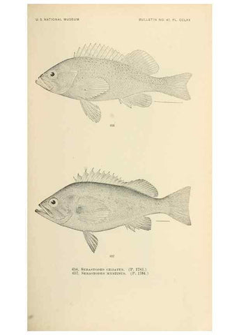 Reproducción/Reproduction 7983520606: The fishes of North and Middle America :. Washington :Smithsonian Institution, United States National Museum,1896-1900.