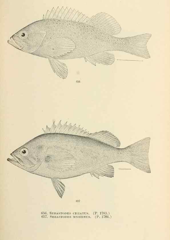 Reproducción/Reproduction 7983520606: The fishes of North and Middle America :. Washington :Smithsonian Institution, United States National Museum,1896-1900.
