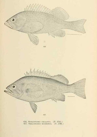 Reproducción/Reproduction 7983520606: The fishes of North and Middle America :. Washington :Smithsonian Institution, United States National Museum,1896-1900.