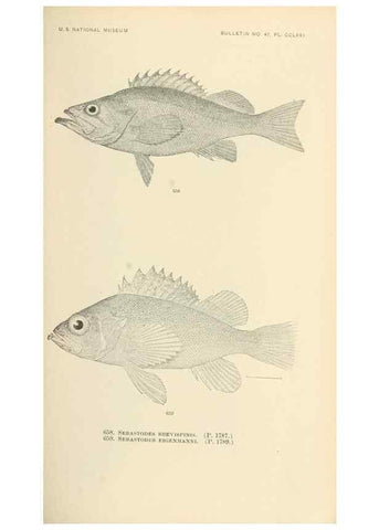 Reproducción/Reproduction 7983516687: The fishes of North and Middle America :. Washington :Smithsonian Institution, United States National Museum,1896-1900.